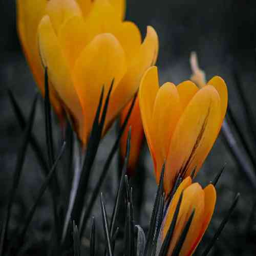 جلال جهانی تو اگر ابر سیاهی واسه‌ی من چشمه‌ی خورشید